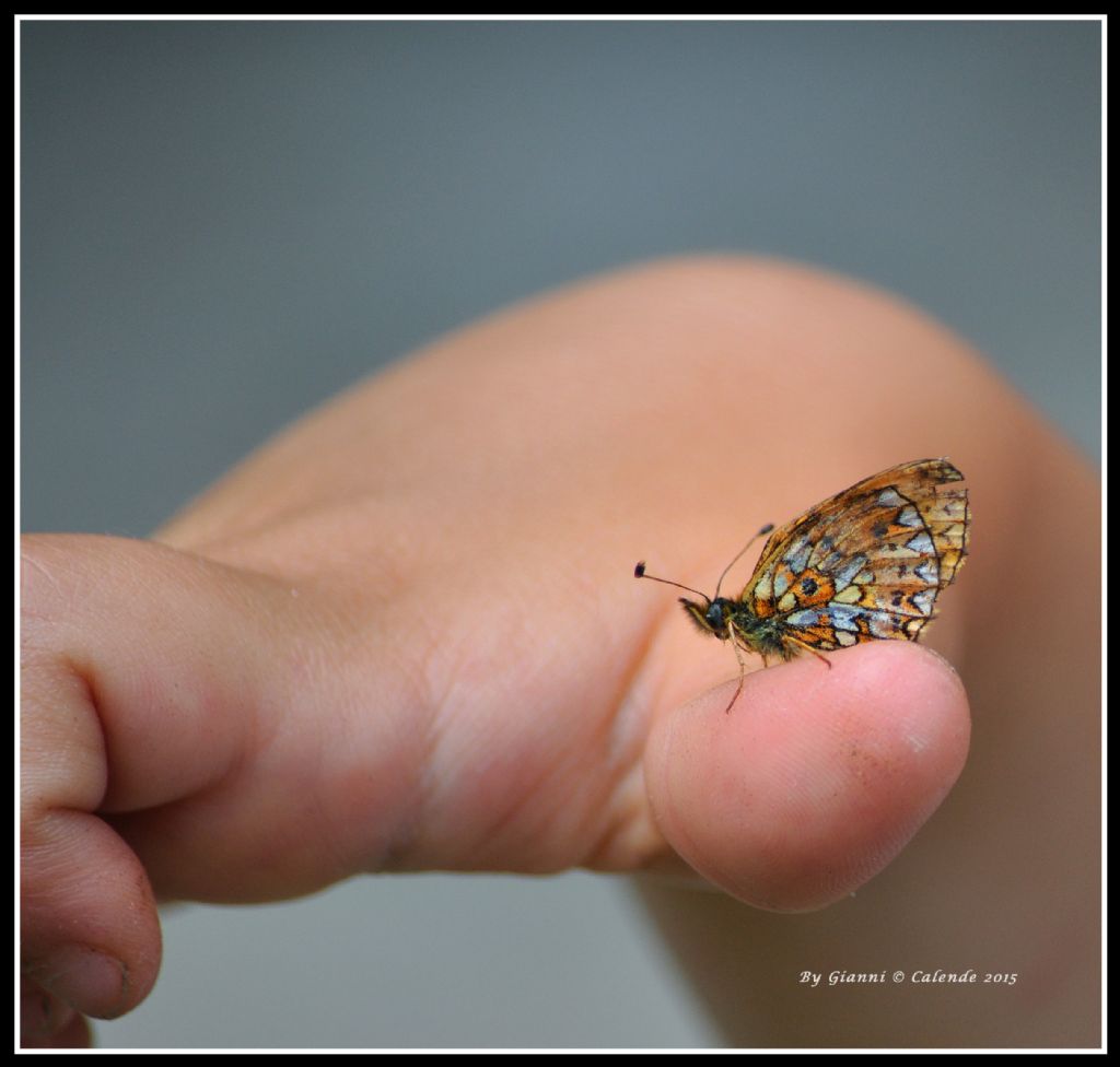 Boloria (Clossiana) euphrosyne? No, B. (Clossiana) selene